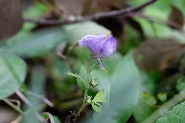 ■　薄紫色の草花 ３種　　　19.10.16　　　（ヤマトリカブト、ヤマハッカ、タマアジサイ）_e0339873_19313437.jpg