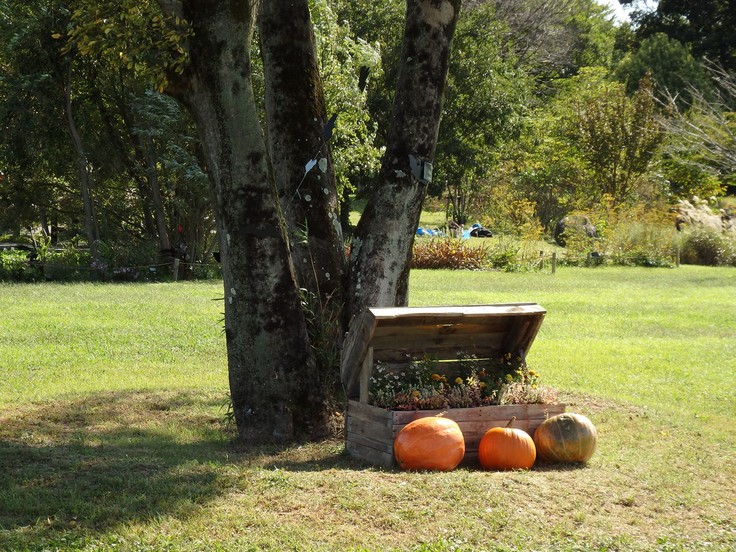 『花と実とハロウィンの風景～』_d0054276_20313756.jpg