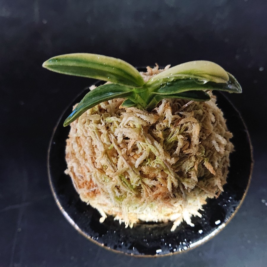 富貴蘭　必見！!御神渡 富貴蘭 必見！!御神渡