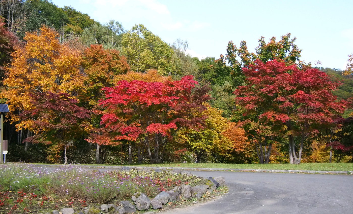 近郊の紅葉 今日の恵庭渓谷 今日の鳥さん