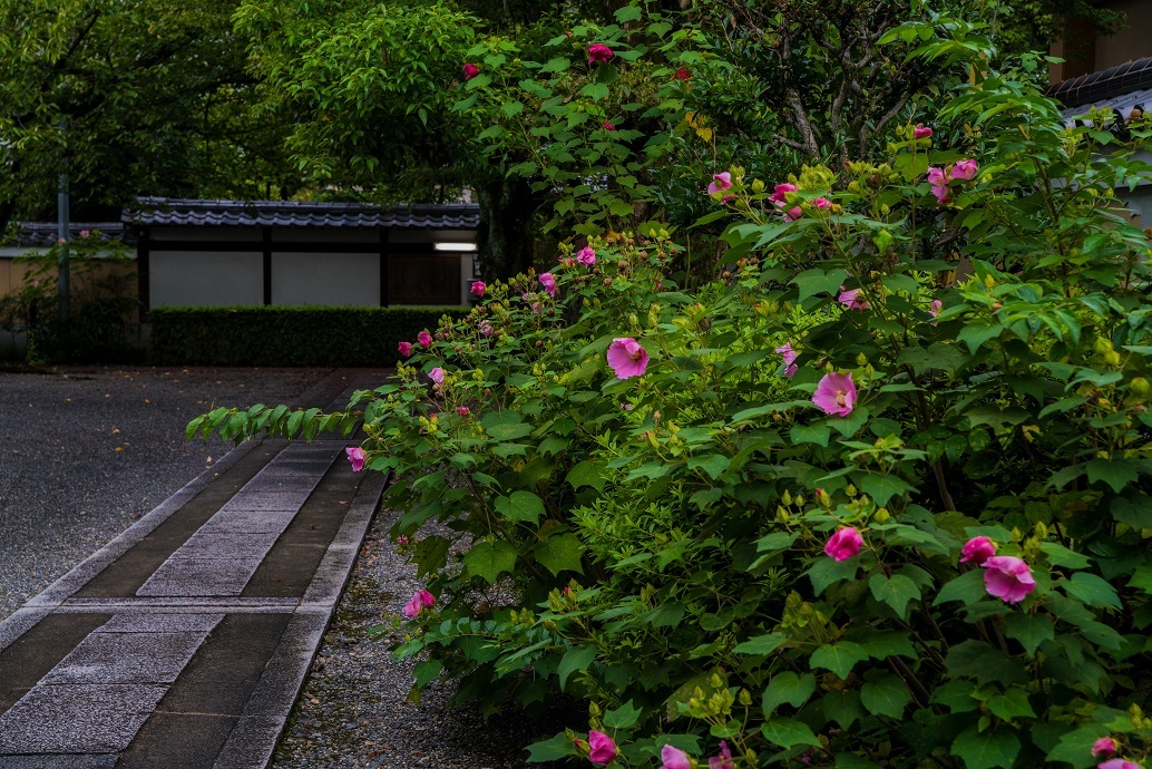 妙蓮寺に咲く彼岸花と秋の花々_e0363038_10440568.jpg