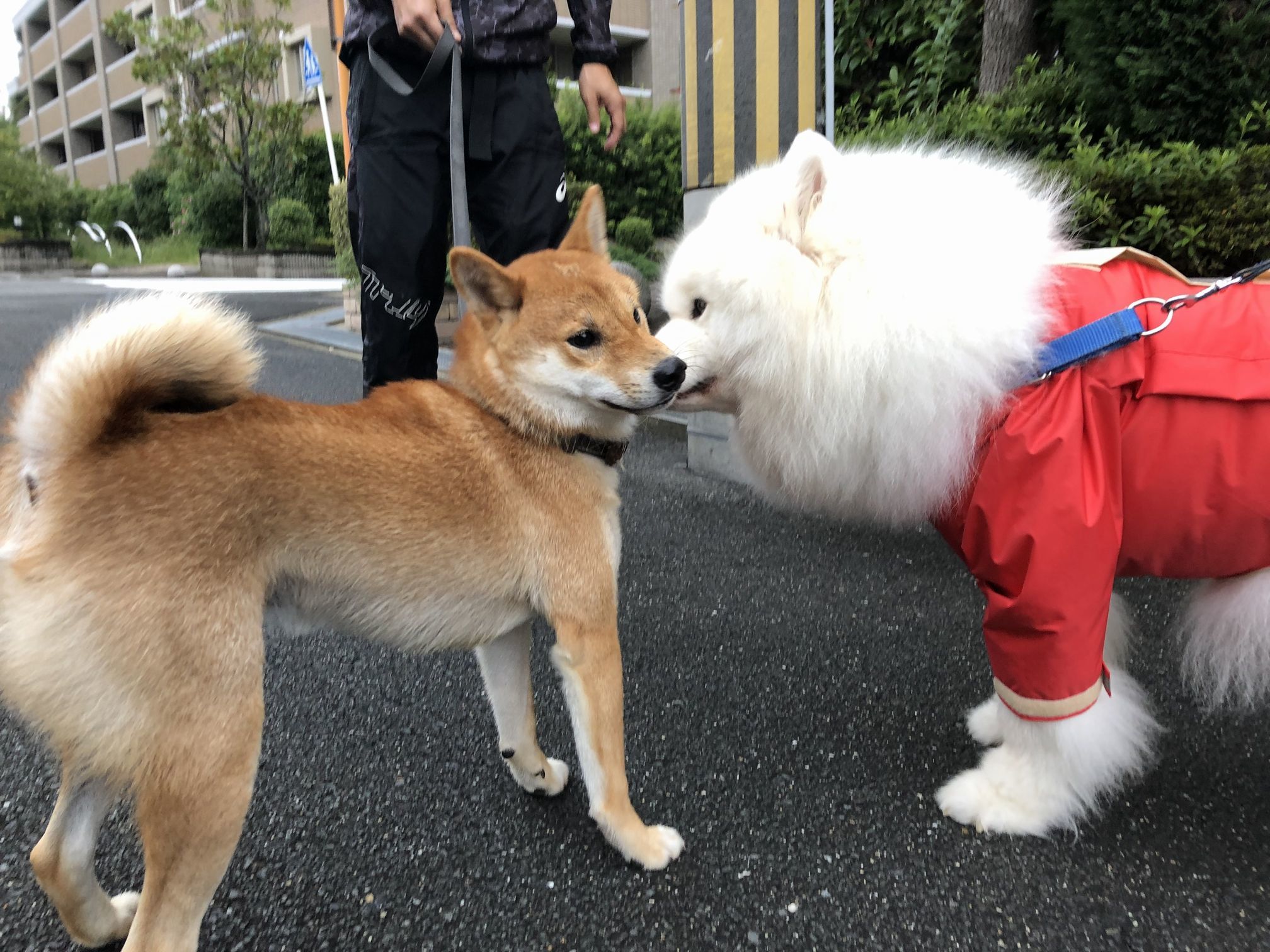 2019年9月後半 インスタ写真集 その2_f0128542_14431709.jpg