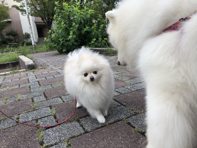 2019年9月後半 インスタ写真集 その2_f0128542_14472689.jpg