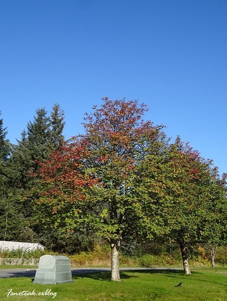 一部紅葉 Bule-Jay_d0356844_14090159.jpg
