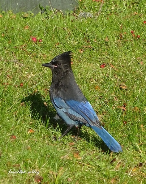 一部紅葉 Bule-Jay_d0356844_14101611.jpg