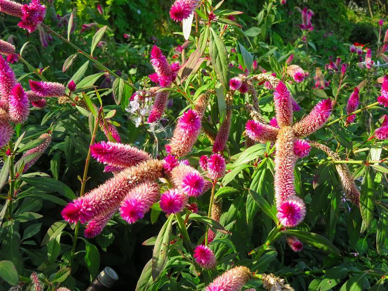 綺麗に彩られた植物園の花々20191016_e0237645_16553262.jpg