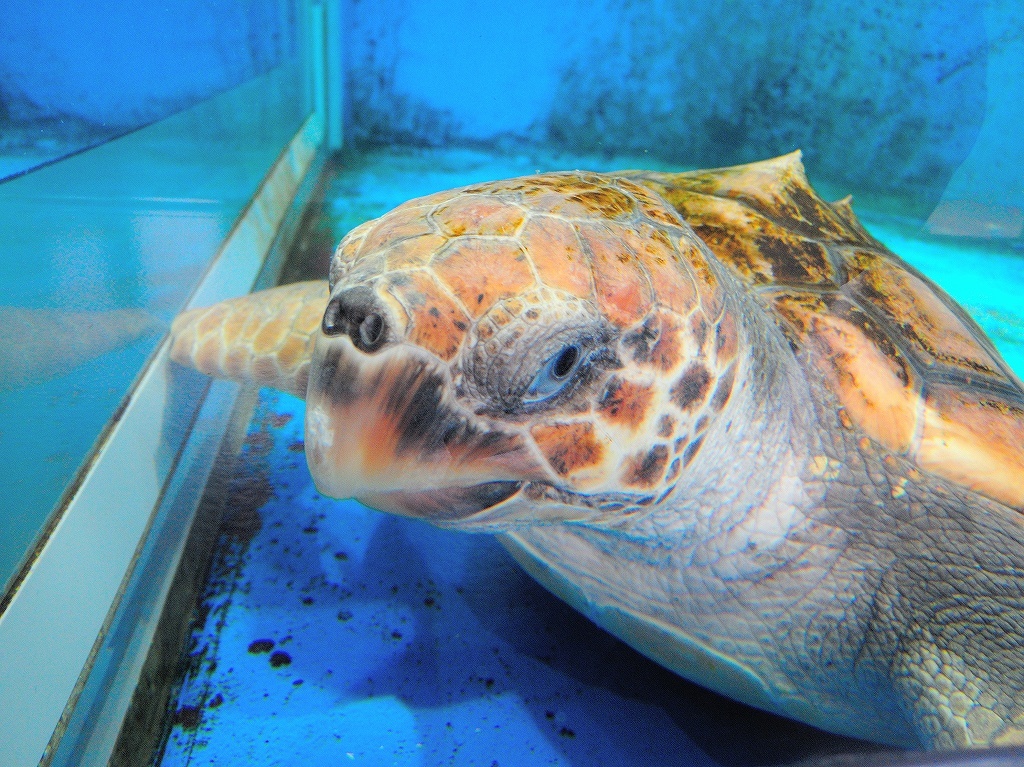 加茂水族館@鶴岡 #2_a0384046_22203904.jpg