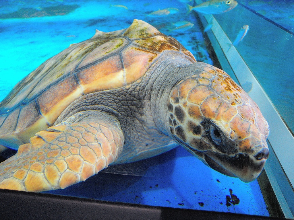 加茂水族館@鶴岡 #2_a0384046_22203911.jpg
