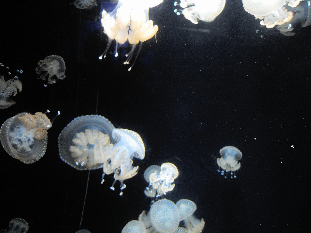 加茂水族館@鶴岡 #2_a0384046_22204027.jpg