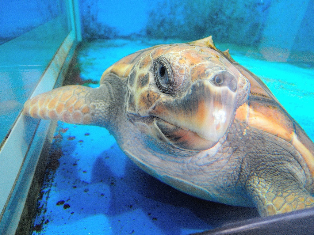 加茂水族館@鶴岡 #2_a0384046_22204043.jpg
