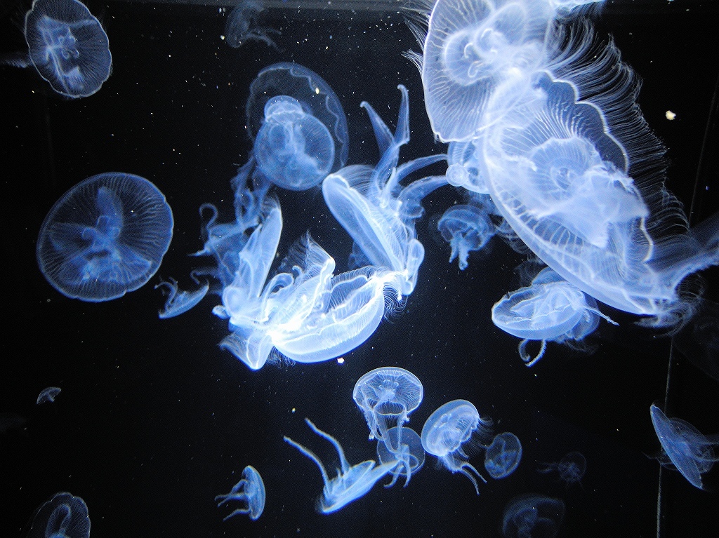 加茂水族館@鶴岡 #2_a0384046_22204075.jpg