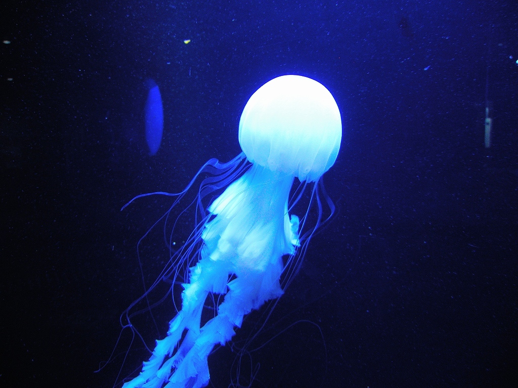 加茂水族館@鶴岡 #2_a0384046_22204161.jpg