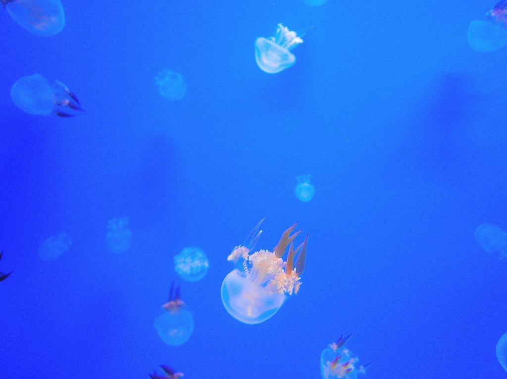 加茂水族館@鶴岡 #2_a0384046_22204521.jpg
