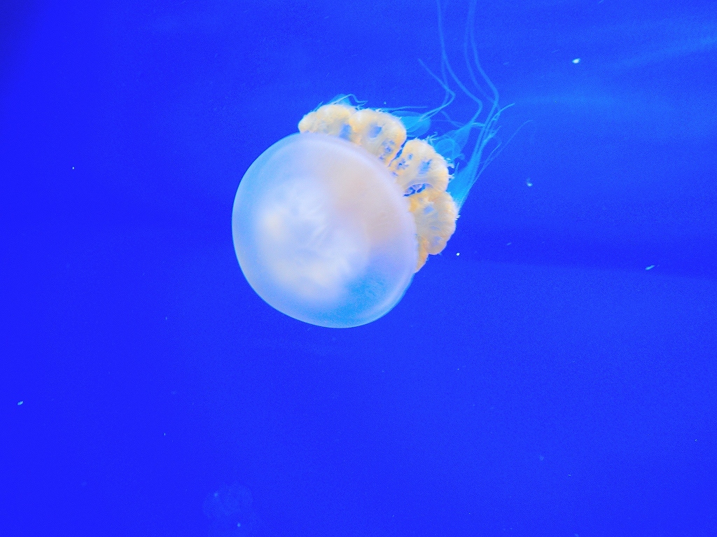 加茂水族館@鶴岡 #2_a0384046_22204530.jpg