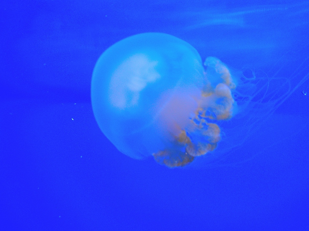 加茂水族館@鶴岡 #2_a0384046_22204535.jpg