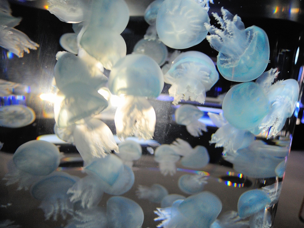 加茂水族館@鶴岡 #2_a0384046_22204636.jpg