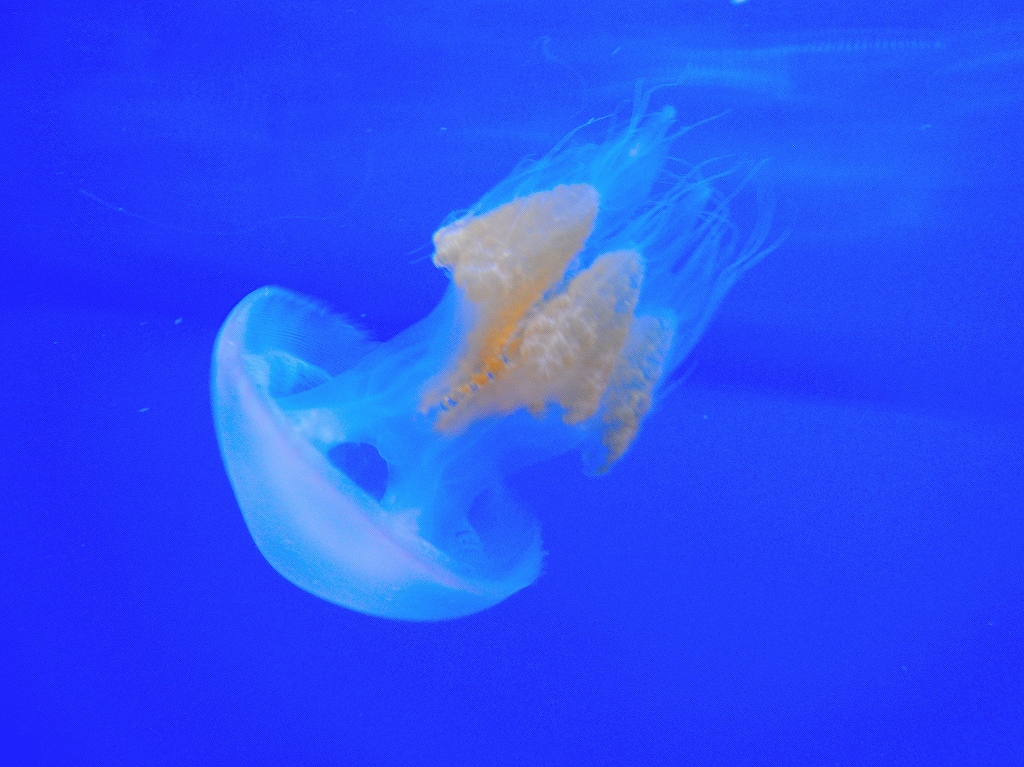 加茂水族館@鶴岡 #2_a0384046_22204653.jpg