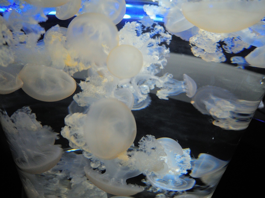 加茂水族館@鶴岡 #2_a0384046_22204678.jpg