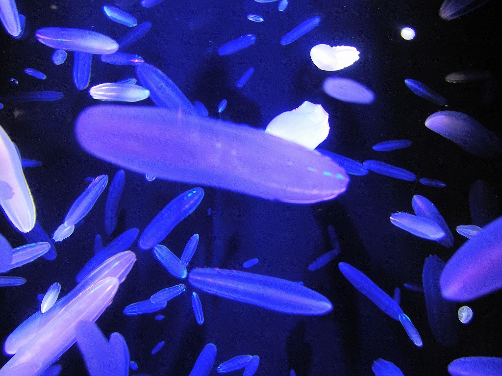 加茂水族館@鶴岡 #2_a0384046_22204790.jpg