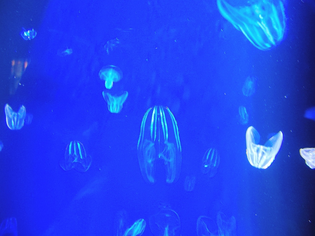 加茂水族館@鶴岡 #2_a0384046_22210808.jpg