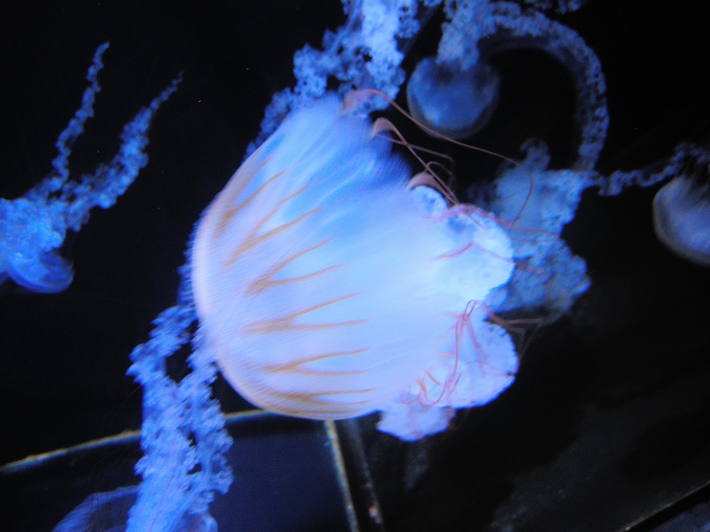 加茂水族館@鶴岡 #2_a0384046_22210851.jpg