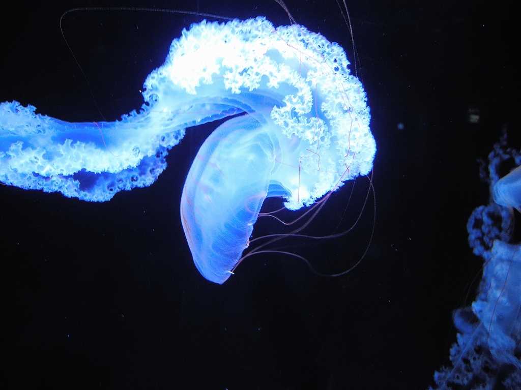 加茂水族館@鶴岡 #2_a0384046_22210901.jpg