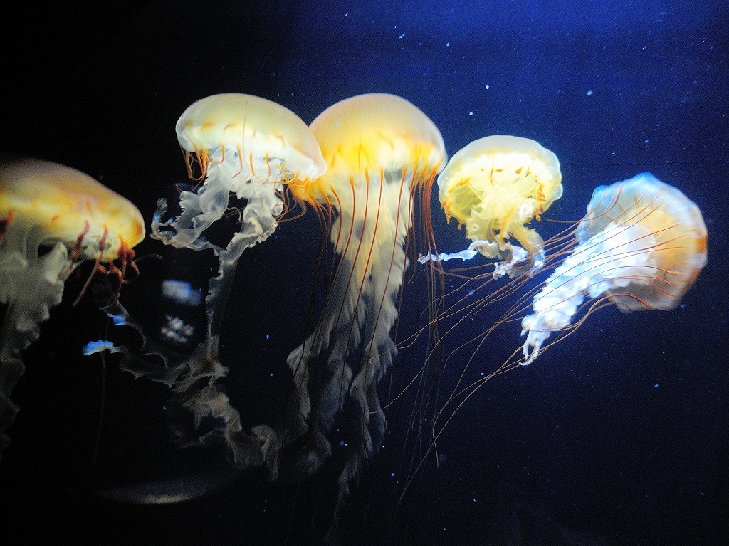 加茂水族館@鶴岡 #2_a0384046_22210916.jpg
