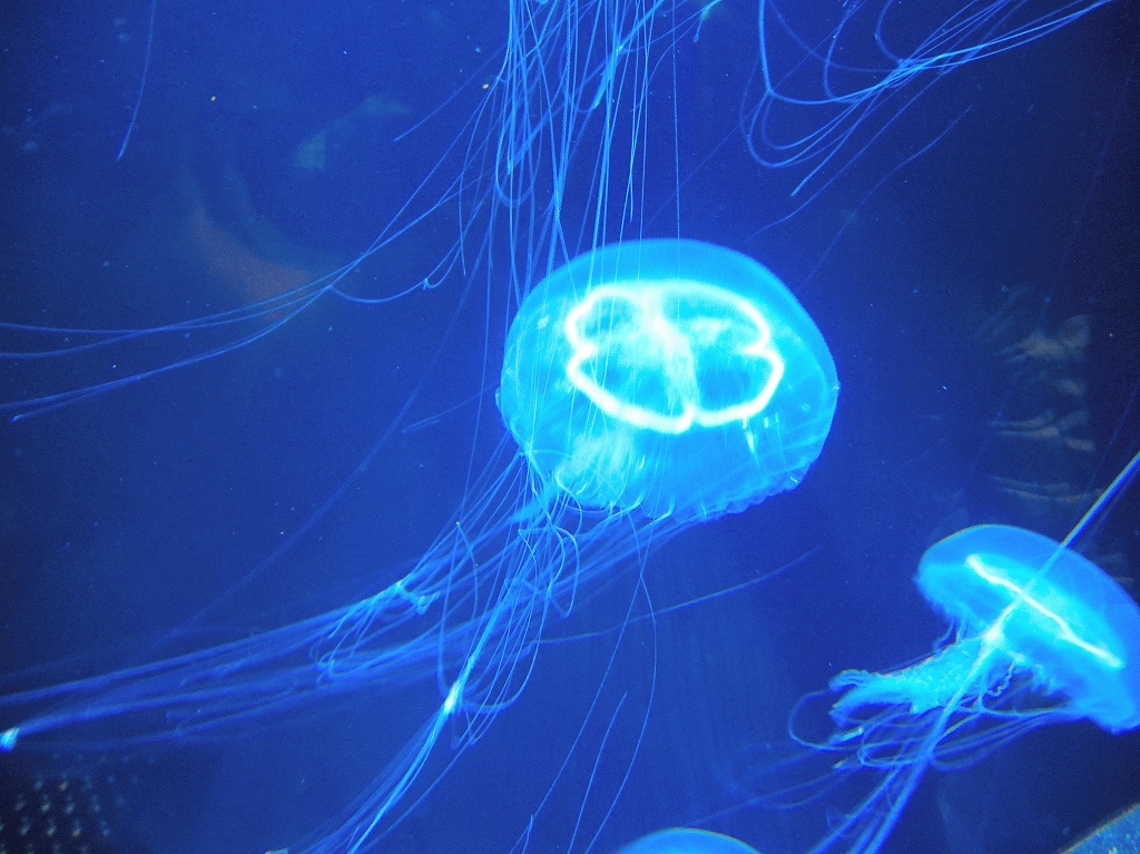加茂水族館@鶴岡 #2_a0384046_22211022.jpg