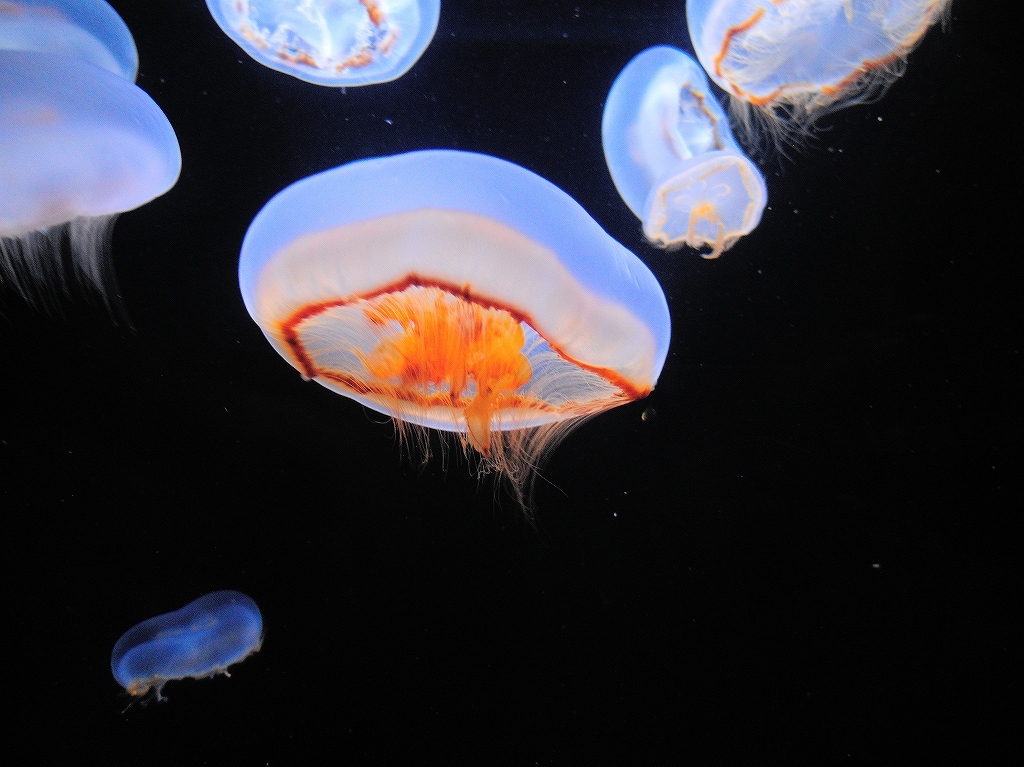 加茂水族館@鶴岡 #2_a0384046_22211046.jpg