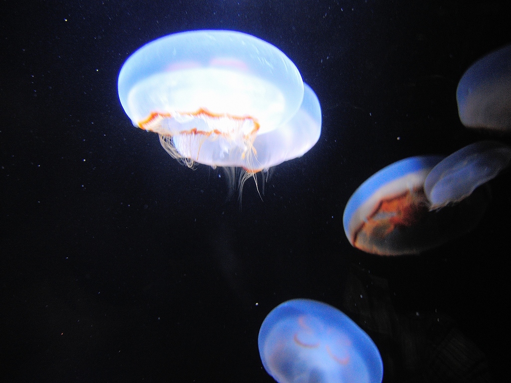 加茂水族館@鶴岡 #2_a0384046_22211458.jpg