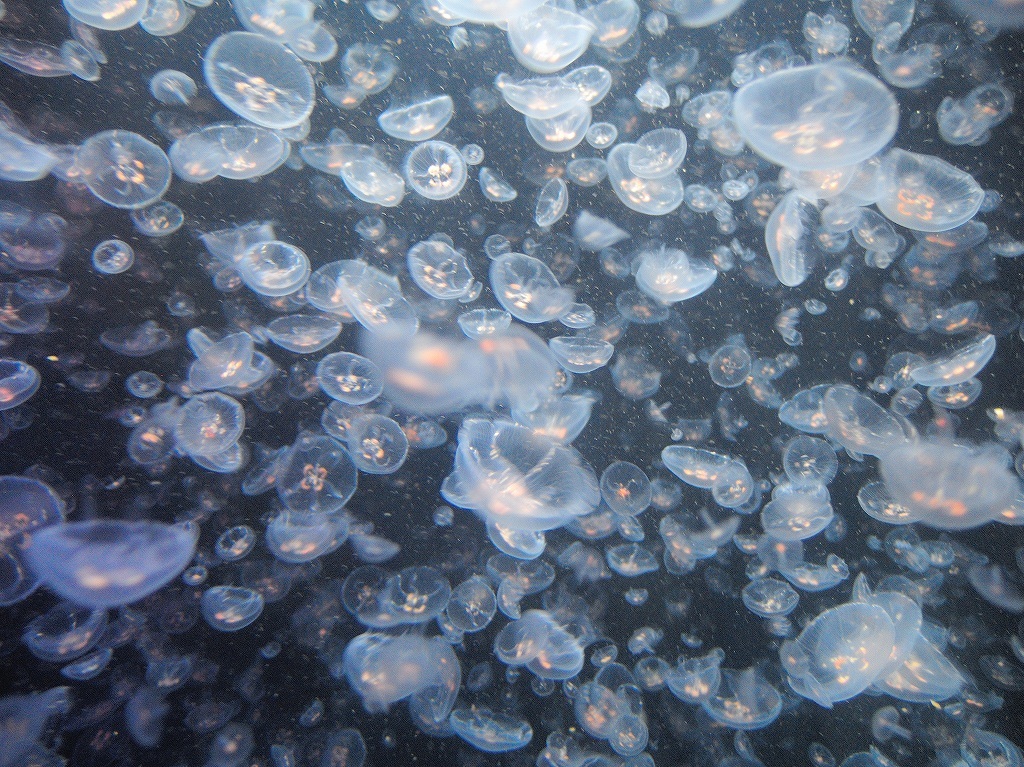 加茂水族館@鶴岡 #2_a0384046_22211503.jpg