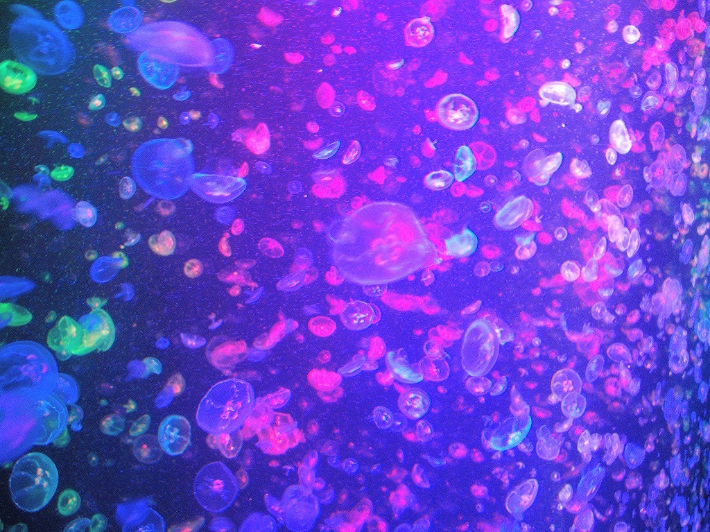 加茂水族館@鶴岡 #2_a0384046_22211509.jpg