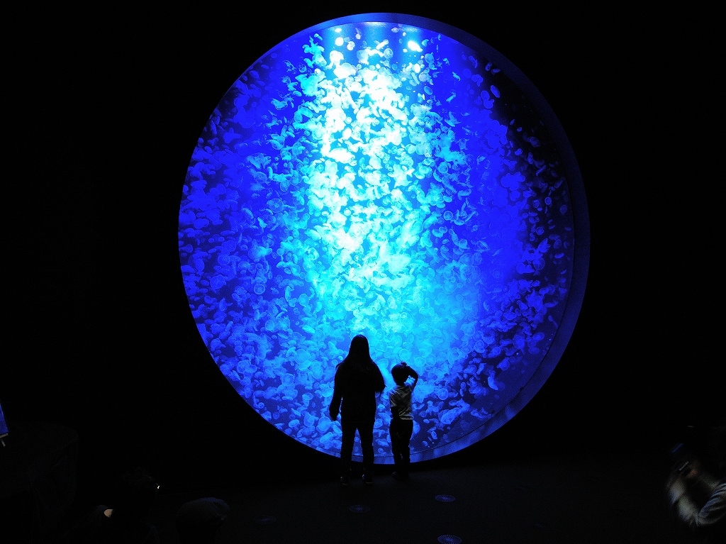 加茂水族館@鶴岡 #2_a0384046_22211518.jpg
