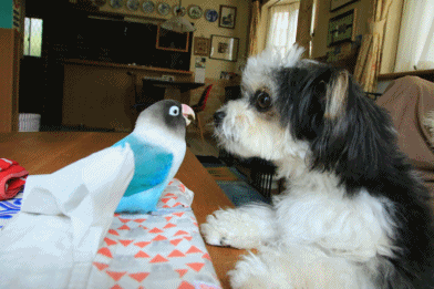 c0145250_14450893.gif