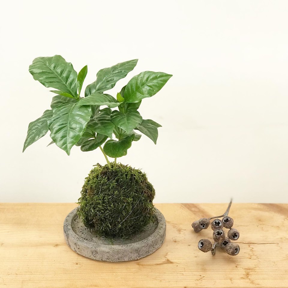コーヒーの木苔玉ワークショップ_f0220152_17503366.jpg