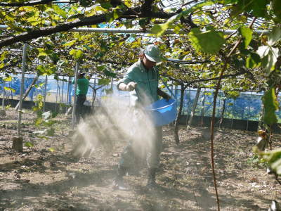 熊本ぶどう 社方園 収穫を終えたぶどう園にお礼肥えです!鹿本農業高校から来た実習生と共に(2019)後編_a0254656_17405260.jpg