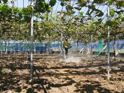 熊本ぶどう 社方園 収穫を終えたぶどう園にお礼肥えです!鹿本農業高校から来た実習生と共に(2019)後編_a0254656_17483731.jpg
