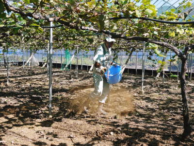 熊本ぶどう 社方園 収穫を終えたぶどう園にお礼肥えです!鹿本農業高校から来た実習生と共に(2019)後編_a0254656_17555791.jpg