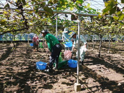 熊本ぶどう 社方園 収穫を終えたぶどう園にお礼肥えです!鹿本農業高校から来た実習生と共に(2019)後編_a0254656_18053475.jpg