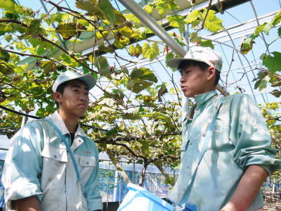 熊本ぶどう 社方園 収穫を終えたぶどう園にお礼肥えです!鹿本農業高校から来た実習生と共に(2019)後編_a0254656_18092366.jpg
