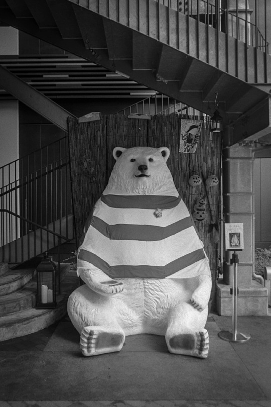 ブレイブブロッサムズを応援するシロクマ_b0175964_17574168.jpg