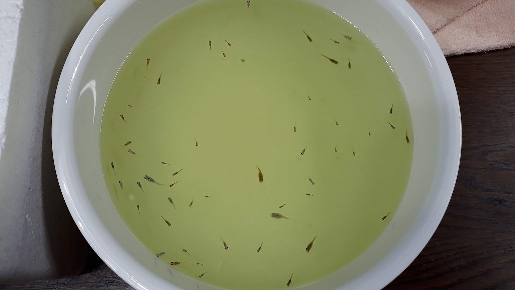 メダカ稚魚の引っ越し たまこ庵 備忘録 メダカ稚魚の引っ越し たまこ庵 備忘録