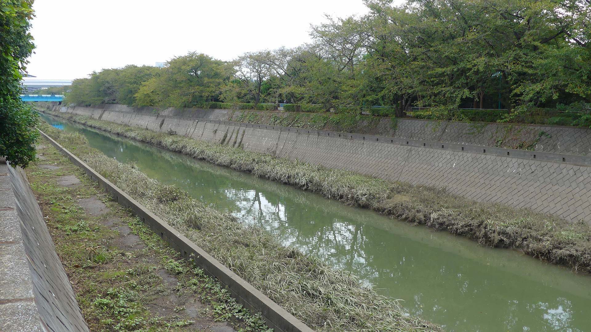 さくら草水門に行ってみた　【 2019　10/17（木) 】_a0185081_13540830.jpg