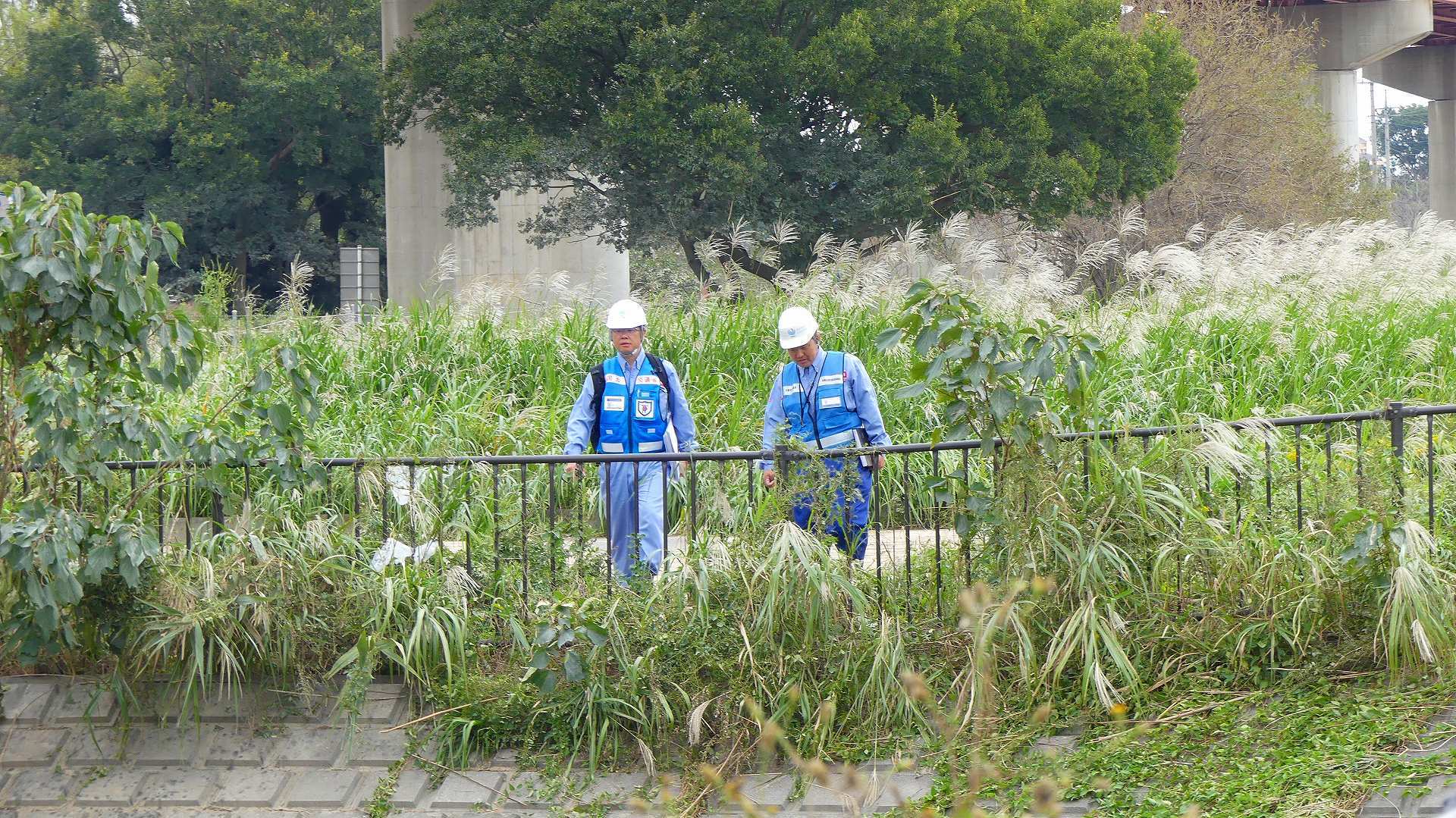 さくら草水門に行ってみた 【 2019 10/17(木) 】_a0185081_15153655.jpg