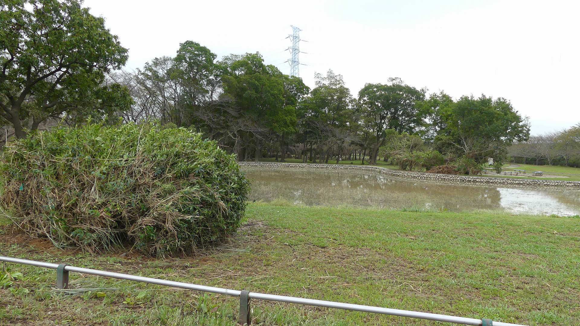 さくら草水門に行ってみた　【 2019　10/17（木) 】_a0185081_15565531.jpg