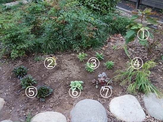 秋の庭しごと 宿根草と低木の植えつけ2_c0293787_16593199.jpg