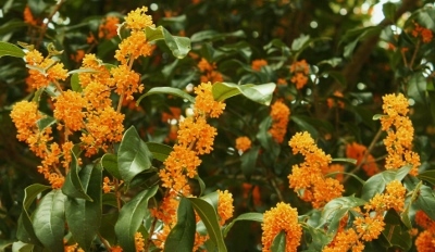 金木犀 こころの目でみる