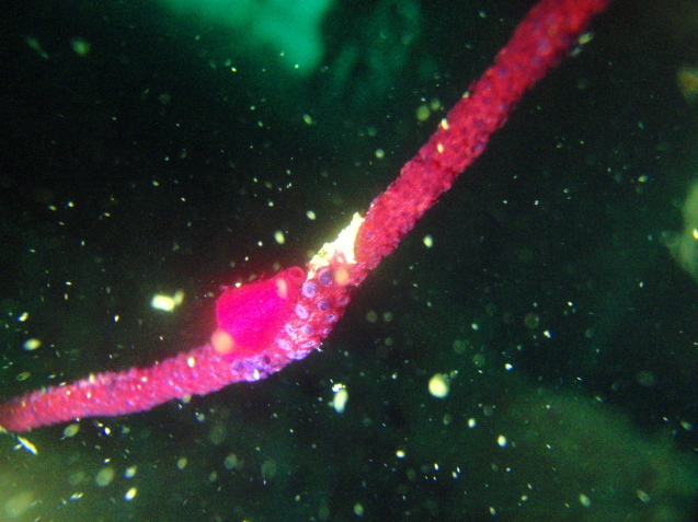 e0115199_13144389.jpg