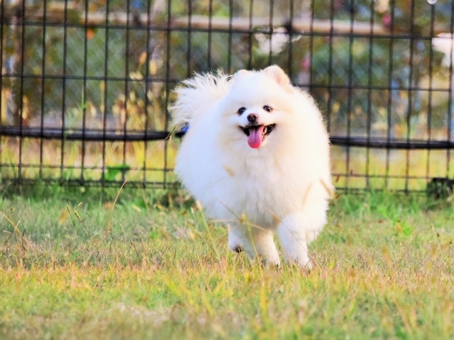 保護犬というブランド_d0360206_23413029.jpg