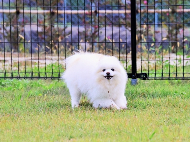 保護犬というブランド_d0360206_23413999.jpg